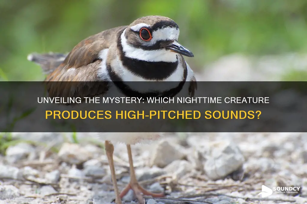 what animal makes a high pitched sound at night