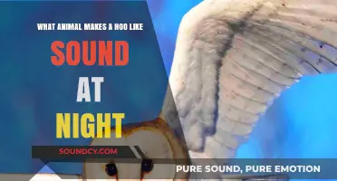 Nocturnal Serenades: Unveiling the Mystery of the Hoo Sound