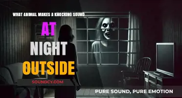 Mysterious Midnight Knocks: Unveiling the Animal Culprits