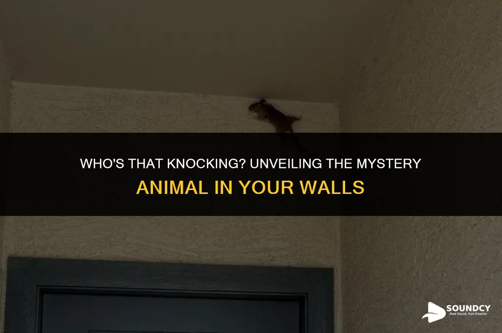 what animal makes a knocking sound in the walls