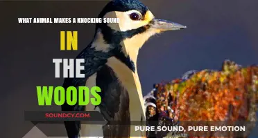 Nature's Drummer: Unveiling the Mystery of the Knocking Sound in the Woods