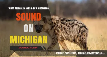 Unveiling Michigan's Mysterious Low Growling Animal: A Sonic Journey