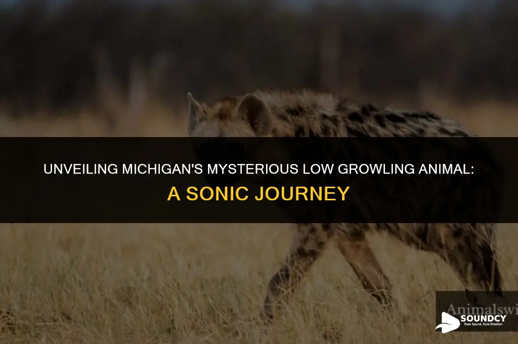 what animal makes a low growling sound on michigan