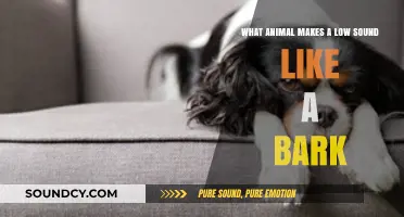 Exploring the Mystery: Which Animal's Bark is Surprisingly Low?