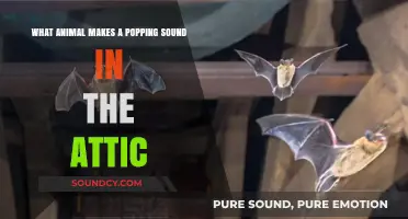 Mystery Noises: What Critter Could Be Popping in Your Attic?