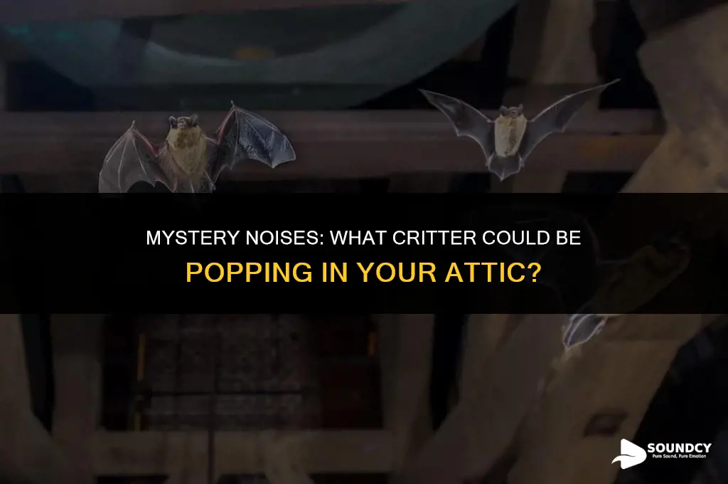 what animal makes a popping sound in the attic
