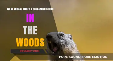 Unraveling the Mystery: Which Animal's Scream Echoes in the Woods?
