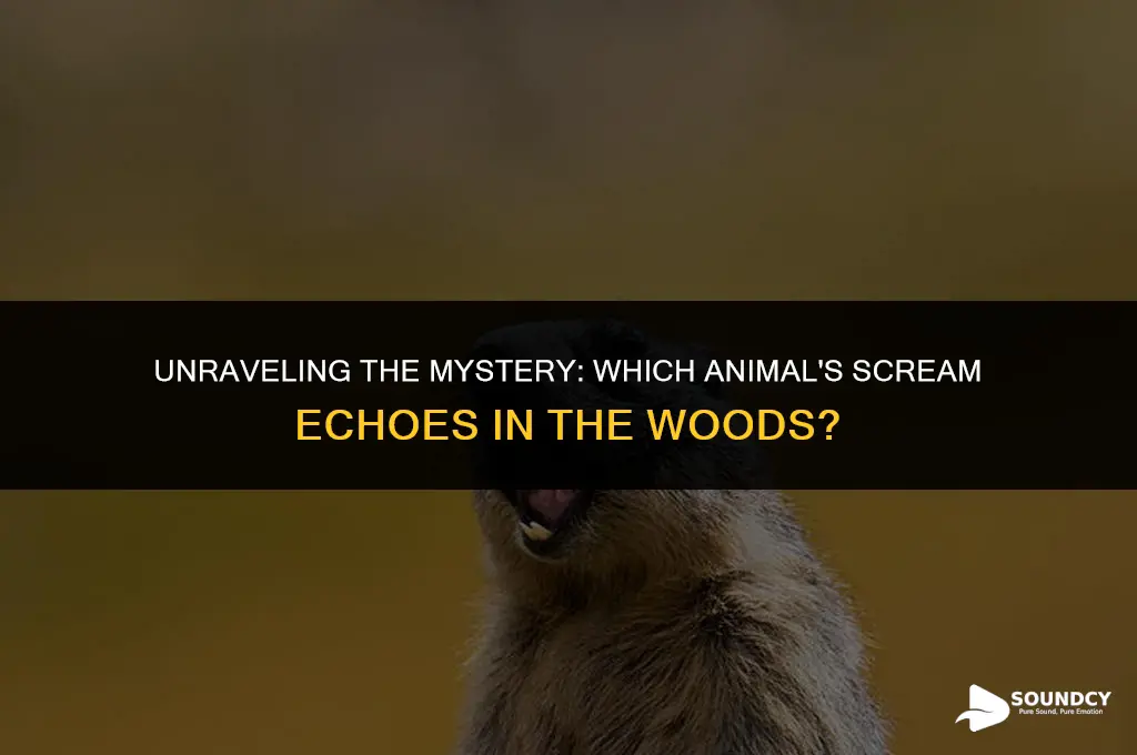 what animal makes a screaming sound in the woods