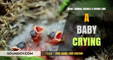 Nature's Lullabies: Unraveling the Mystery of the Baby-Crying Bird