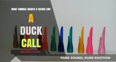 Quack or Not: Unveiling the Mystery of Duck-Like Sounds in Nature