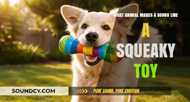 Nature's Squeaky Toys: Unveiling the Mystery Behind the Sounds