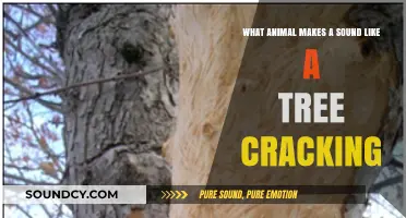 Nature's Thunder: The Surprising Animal That Sounds Like a Tree Cracking