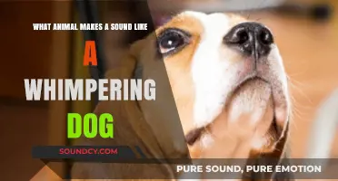 Exploring the Mystery: Which Animal Whimpers Like a Dog?