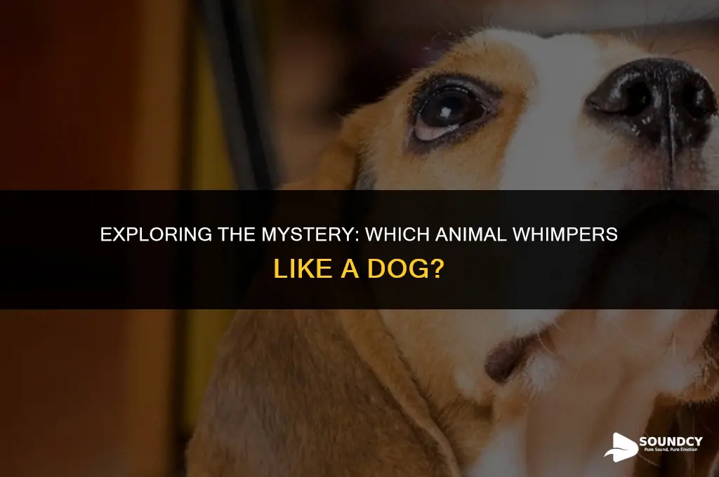 what animal makes a sound like a whimpering dog
