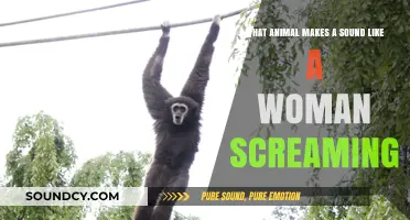 Which Animal's Cry Sounds Like a Woman Screaming?