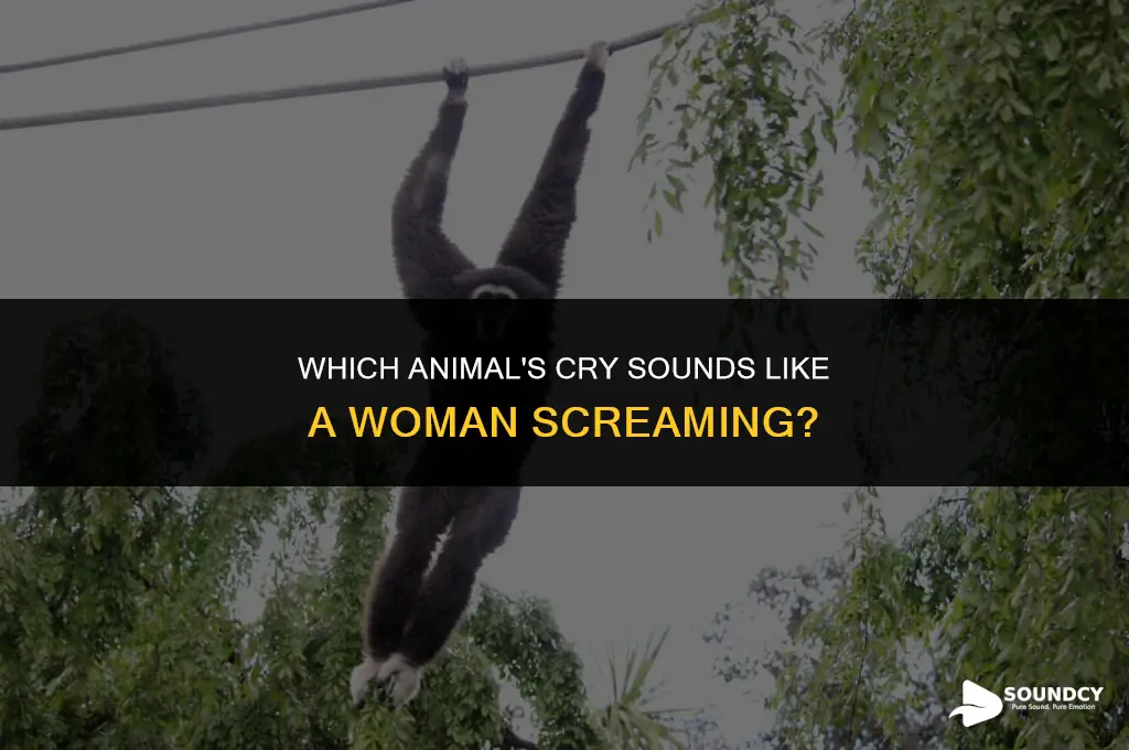 what animal makes a sound like a woman screaming