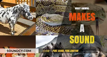 Unveiling the Mystery: Which Animal Creates That Unique Sound?