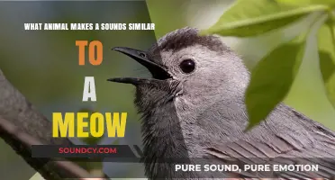 Purr-fectly Similar: Exploring Animal Sounds Like a Meow