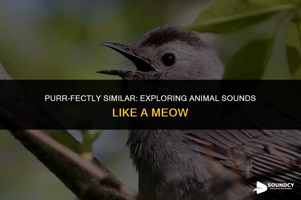 what animal makes a sounds similar to a meow