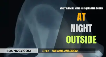 Nocturnal Neighbors: Unveiling the Mystery of Midnight Squeaks