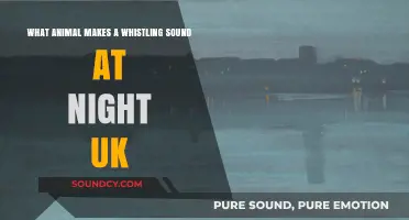 Nocturnal Whistlers: Unveiling the UK's Midnight Melodies