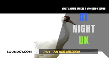 Whooping Wonders: Unveiling the UK's Nocturnal Noise Makers