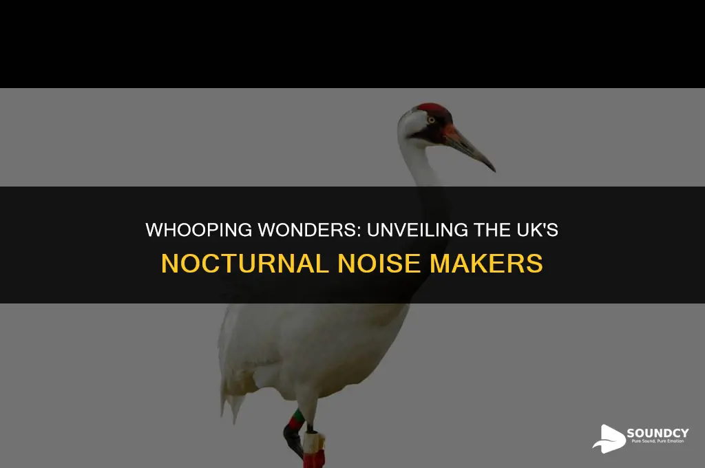 what animal makes a whooping sound at night uk