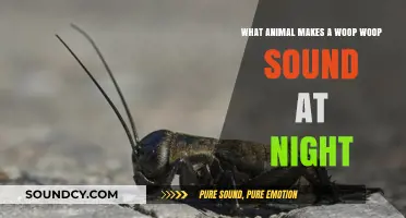 Nocturnal Woops: Unveiling the Mystery Behind Nighttime Animal Sounds