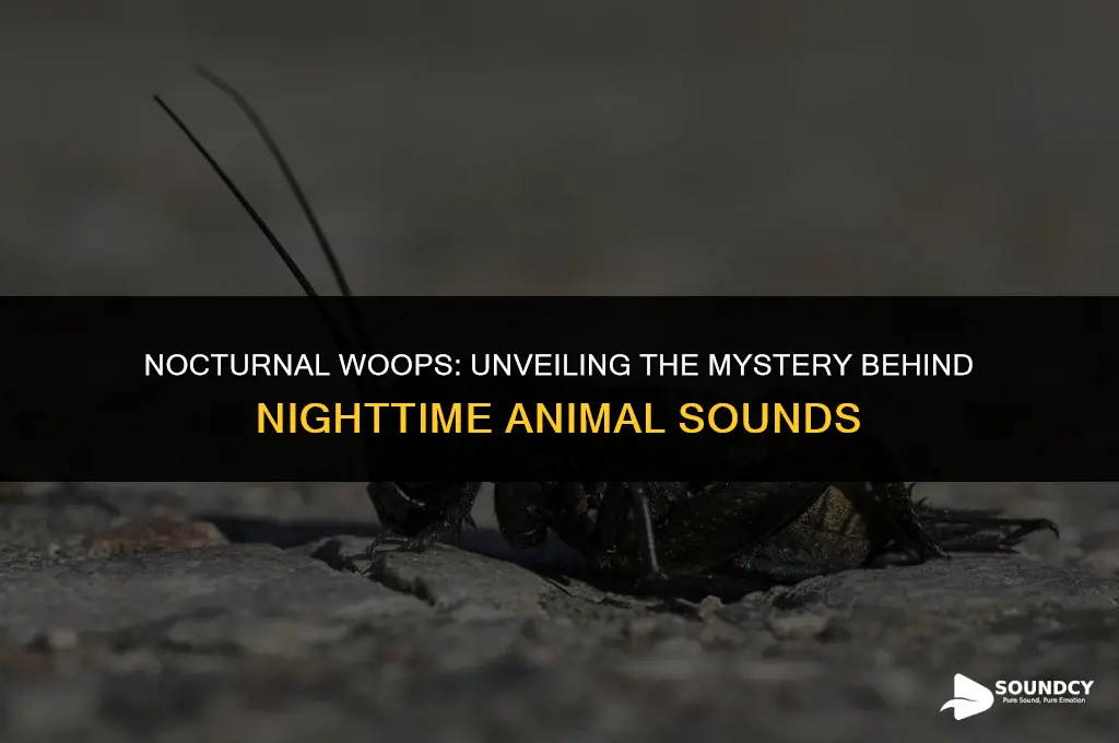 what animal makes a woop woop sound at night
