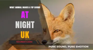 Nocturnal Yip: Unveiling the UK's Midnight Mystery Animal