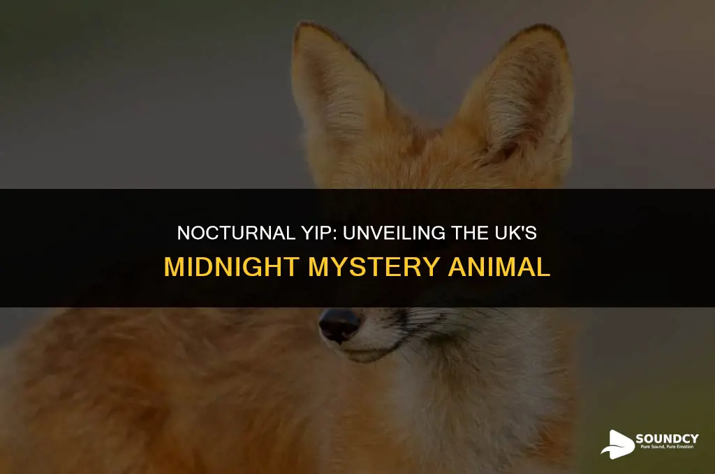 what animal makes a yip sound at night uk