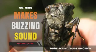 Buzzing Mysteries: Identifying Animals That Create the Buzzing Sound