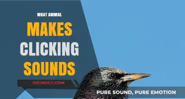 Unveiling the Mystery: Which Animals Create Intriguing Clicking Sounds?