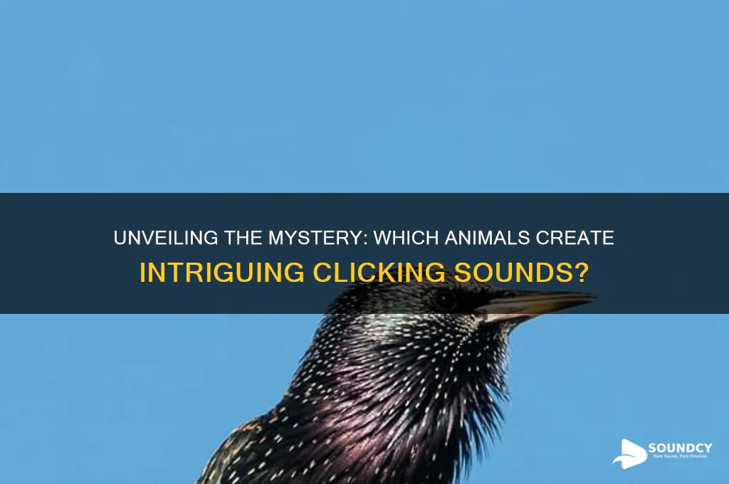 what animal makes clicking sounds