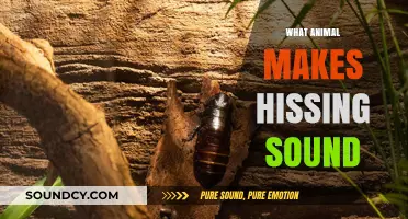 Unveiling the Mystery: Which Animals Produce Hissing Sounds in Nature?