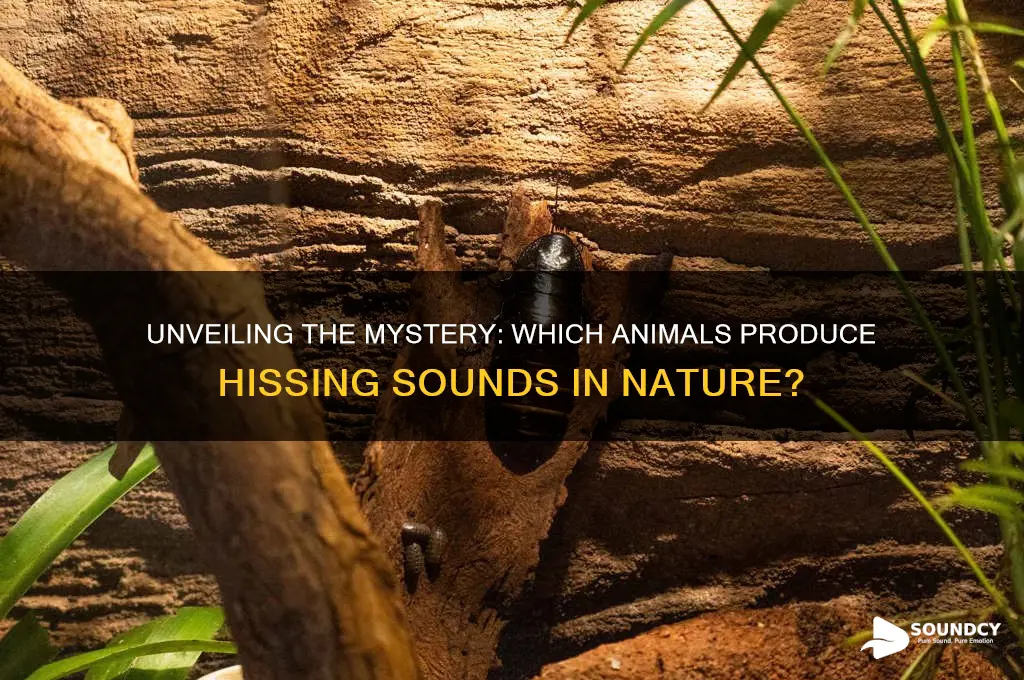 what animal makes hissing sound