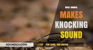 Unveiling the Mystery: Which Animal Creates the Knocking Sound?