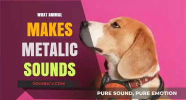 Unveiling the Mystery: Which Animal Creates Metallic Sounds in Nature?