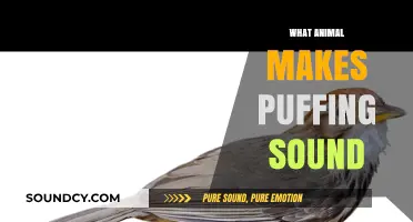 Unveiling the Mystery: Which Animal Produces the Unique Puffing Sound?