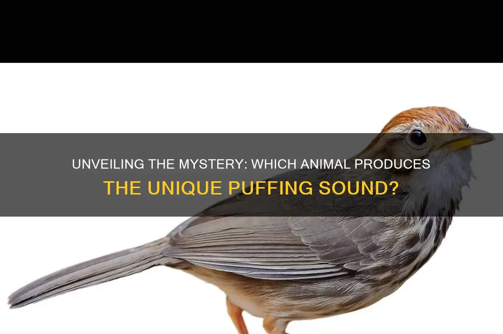 what animal makes puffing sound