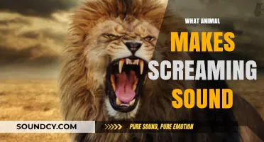 Unraveling the Mystery: Which Animal Produces Terrifying Screaming Sounds?