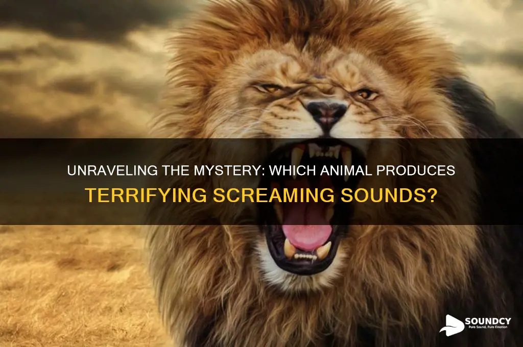 what animal makes screaming sound