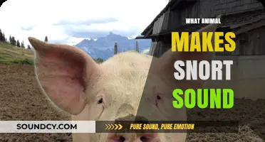 Snort Sounds: Identifying Animals That Make This Unique Noise