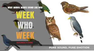 Who's That Weekly Chirper? Unraveling the Mystery of Nature's Noisy Neighbors