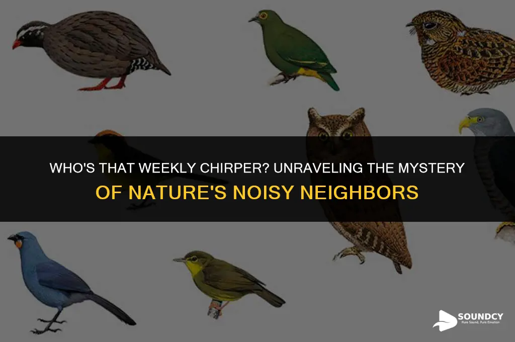 what animal makes sound like who week who week