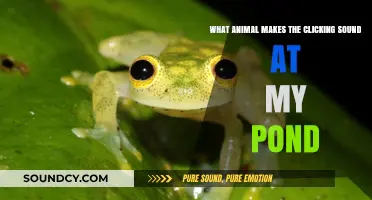 Nature's Percussionist: Unveiling the Mystery of Pond Clicking Sounds