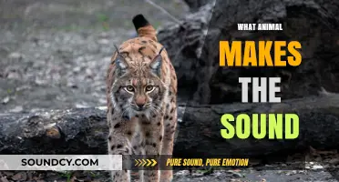Unraveling Nature's Mysteries: Identifying Animals by Their Unique Sounds