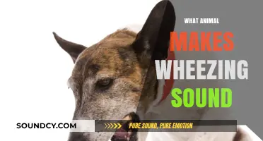 Unveiling the Mystery: Which Animal Produces a Wheezing Sound?