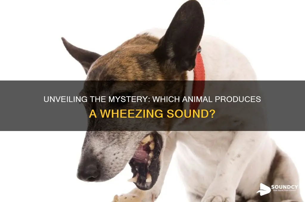 what animal makes wheezing sound