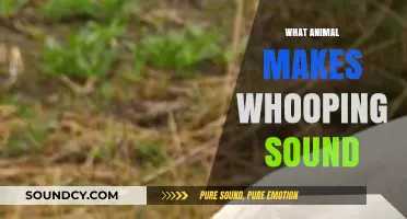 Unveiling the Mystery: Which Animal Produces the Whooping Sound?